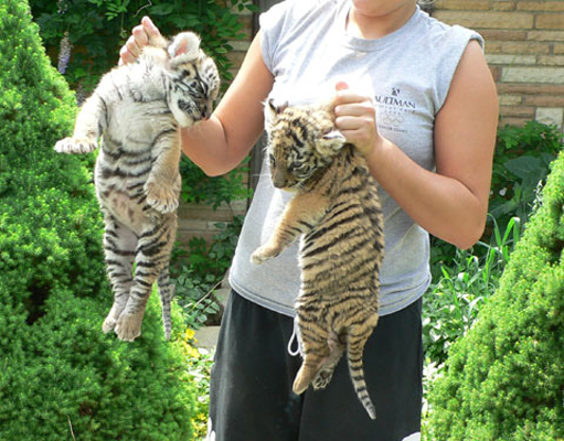 A person holding two tiger cubs by the scruff