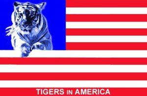 An American flag with a tiger in the blue rectangle
