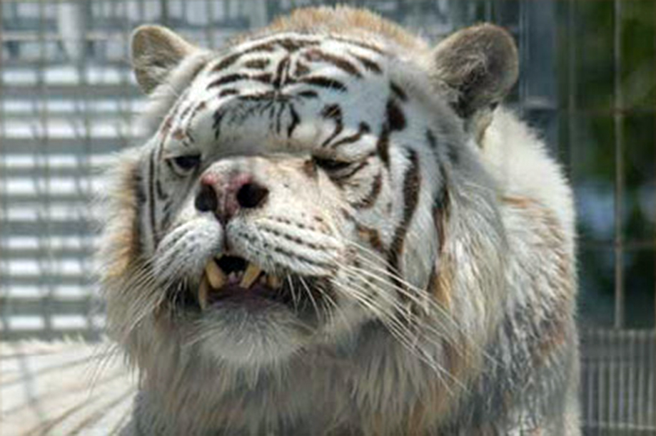 A white tiger with cosmetic birth defects