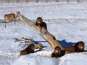 Snow lions