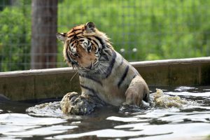 One Tiger Quietly Amusing Herself in the Pool