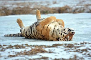 Tense Snow Tiger
